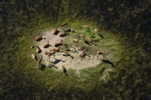 Images Dated 9th March 2004: Red Lechwe - Aerial view of Red Lechwe on Island Okavango Delta Botswana Africa