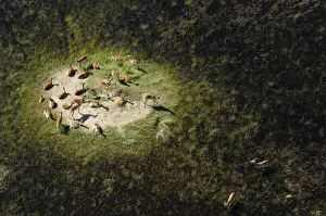 Southern Africa Prints: Red Lechwe Aerial view of Red Lechwe on Island Okavango Delta Botswana Africa