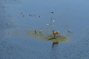 Images Dated 9th March 2004: Red Lechwe - Aerial view of Red Lechwe on Okavango Island Okavango Delta Botswana Africa