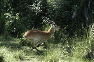 Images Dated 9th March 2004: Red Lechwe - Aerial view of Red Lechwe Running Okavango Delta Botswana Africa