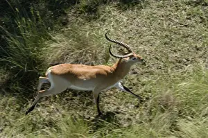 Southern Africa Prints: Red Lechwe - Aerial view of Red Lechwe Running Okavango Delta Botswana Africa