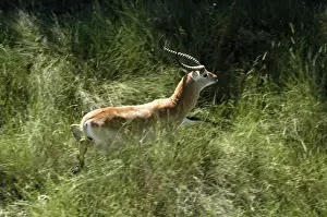 Red Lechwe - Aerial view of Red Lechwe Running Okavango Delta Botswana Africa