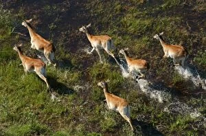 Images Dated 9th March 2004: Red Lechwe - Aerial view of Red Lechwe Running in water Okavango Delta Botswana Africa