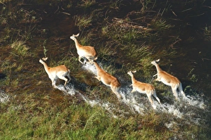 Images Dated 9th March 2004: Red Lechwe - Aerial view of Red Lechwe Running in water Okavango Delta Botswana Africa