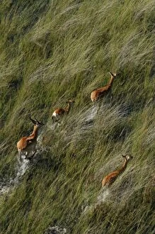 Images Dated 9th March 2004: Red Lechwe - Aerial view of Red Lechwe Running in water Okavango Delta Botswana Africa