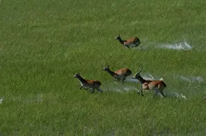 Red Lechwe - Aerial view of Red Lechwe Running in water Okavango Delta Botswana Africa