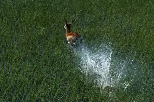 Red Lechwe - Aerial view of Red Lechwe Running in water Okavango Delta Botswana Africa