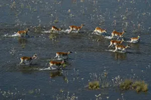 Red Lechwe - Aerial view of Red Lechwe Running in water Okavango Delta Botswana Africa