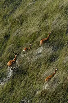 Antelopes Prints: Red Lechwe - Aerial view of Red Lechwe Running in water Okavango Delta Botswana Africa