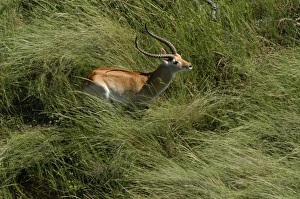 Images Dated 9th March 2004: Red Lechwe - Aerial view of Red Lechwe standing in water Okavango Delta Botswana Africa