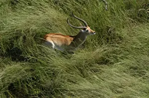 Red Lechwe - Aerial view of Red Lechwe standing in water Okavango Delta Botswana Africa