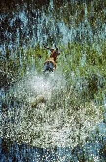 Lagoons Prints: Red Lechwe CRH 408 Splashing through the lagoon - Okavango Delta