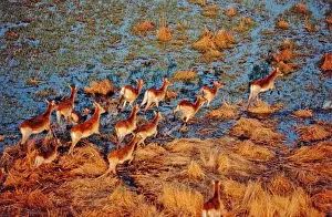 Lagoons Prints: Red Lechwe CRH 775 Running across lagoon - Okavango Delta of Botswana Kobus leche © Chris Harvey / ardea