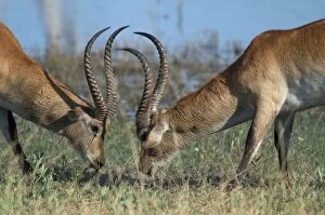 Red Lechwe - Two males Fighting