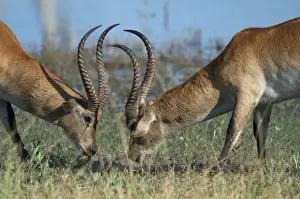 Red Lechwe - Two males Fighting Botswana Africa