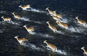 Lechwes Prints: Red Lechwe - Running in water, Aerial view Okavango delta, Botswana, Africa