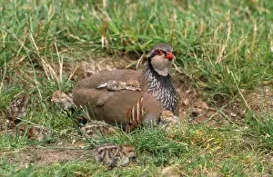 Red Legged Prints: Red-leggd Partridge - adult with young