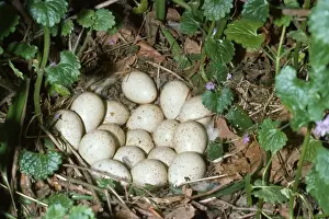 Red Legged Prints: Red-leggd Partridge - nest with eggs