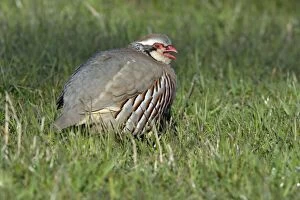 Red-Legged / French Partridge - male calling in meadow