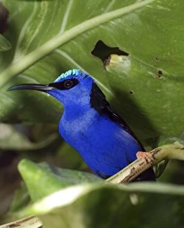 Images Dated 21st April 2007: Red Legged Honeycreeper - West Indies