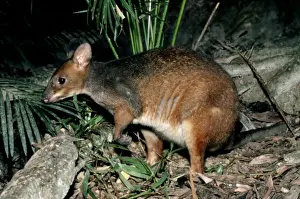 Red-legged Pademelon - Lamington National Park, southern Queensland, Australia JPF05067