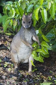 Images Dated 18th May 2007: Red-legged Pademelon A shy, secretive, solitary species found sparsely distributed in rainforests