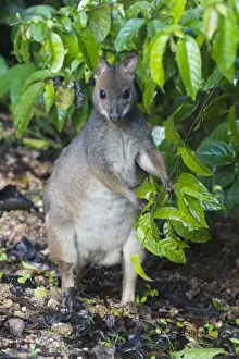 Red Legged Prints: Red-legged Pademelon A shy, secretive