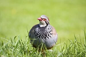 Images Dated 26th April 2009: Red-legged Partridge