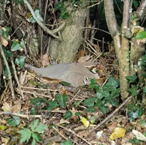 Red-legged Partridge