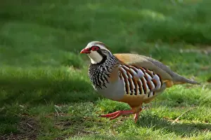 Walking Prints: Red Legged Partridge Alectoris rufa Segovia, Spain BI009548