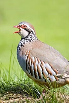 Images Dated 26th April 2009: Red-legged Partridge - calling