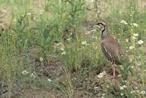 Images Dated 16th December 2010: Red-legged Partridge - and chick