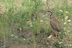 Red Legged Prints: Red-legged Partridge - and chick
