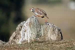 Red-legged Partridge - climbing across stones