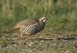 Red Legged Prints: Red-legged Partridge - in early morning sunshine - Oxon - UK - April