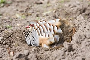 Red Legged Partridge - having dust bath in earth scrape