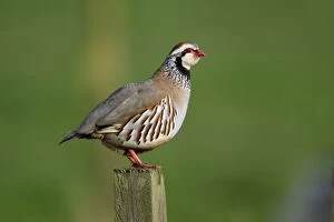 Images Dated 26th May 2006: Red-Legged Partridge-male calling from fence post, Northumberland UK