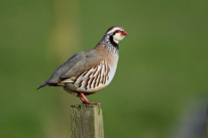 Images Dated 26th May 2006: Red-Legged Partridge-male calling from fence post, Northumberland UK
