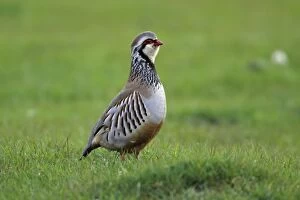 Images Dated 26th May 2006: Red-Legged Partridge-male calling from meadow, Northumberland UK