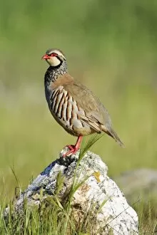 Red legged Partridge - male perched on stone