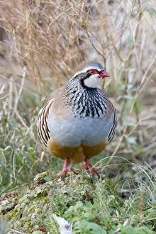 Red Legged Prints: Red Legged Partridge - Norfolk UK