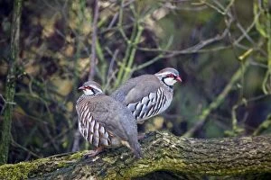 Images Dated 30th March 2008: Red-legged Partridge in Oxon garden March, UK