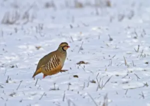 Red legged Partridge - running in snow - Bedfordshire UK 8928