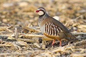 Images Dated 14th February 2010: Red Legged Partridge - single adult standing in a field - Wiltshire - England - UK