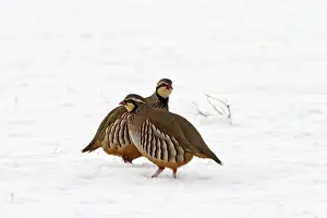 Red Legged Prints: Red legged Partridge - two in snow - Bedfordshire UK 8885