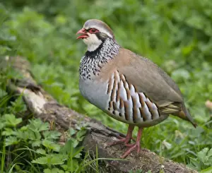 Red Legged Prints: Red-legged Partridge - stood on log - calling - Oxfordshire - March