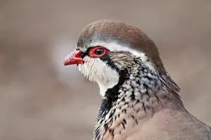 Red Legged Prints: Red Legged Partridge - UK