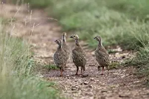 Red-legged Partridge - Young. France