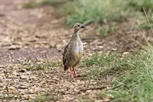 Red-legged Partridge - Young. France