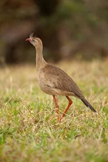 Red-legged Seriema - one adult stalking over a pasture